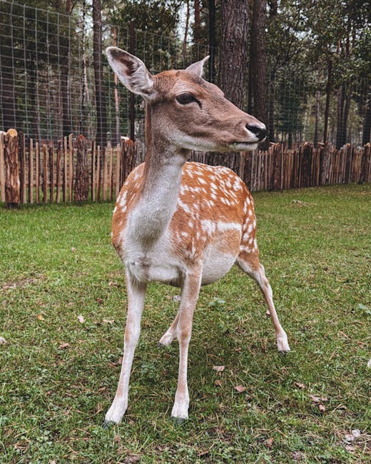 Spotted deer in a natural enclosure